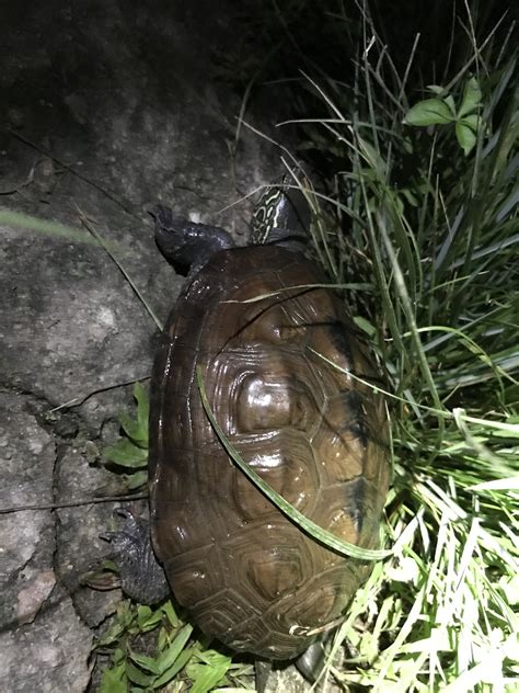 金色烏龜|Mauremys reevesii (Gray, 1831) 